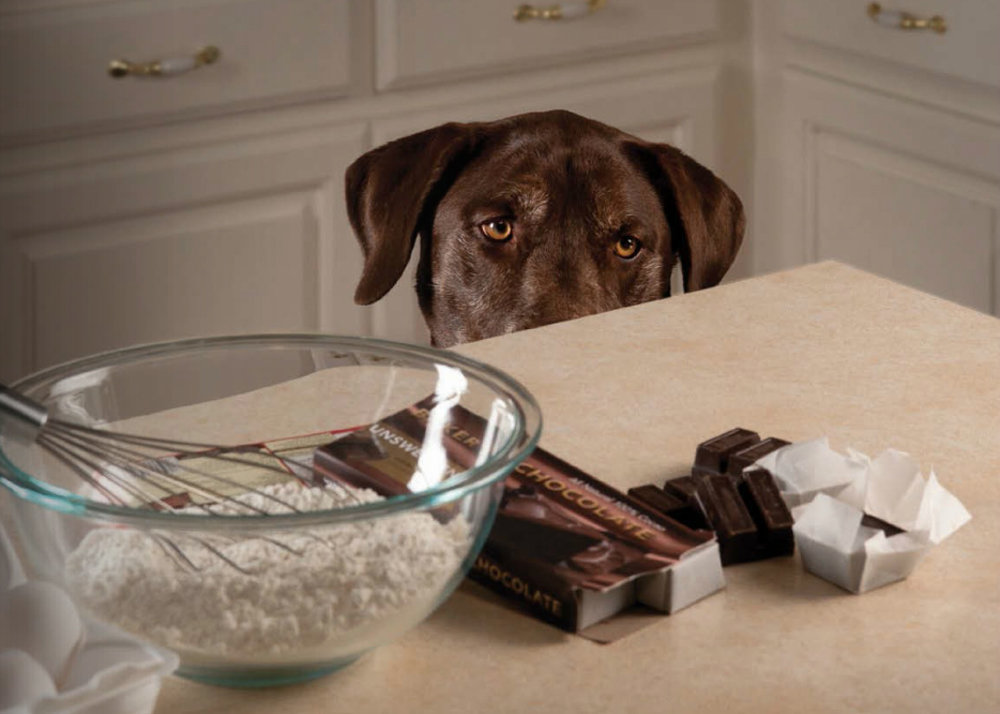 Почему шоколад смертельно опасен для собак