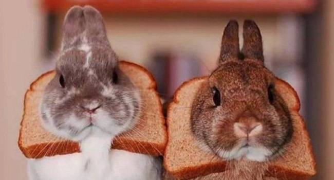 Можно ли кроликам давать хлеб или сухари