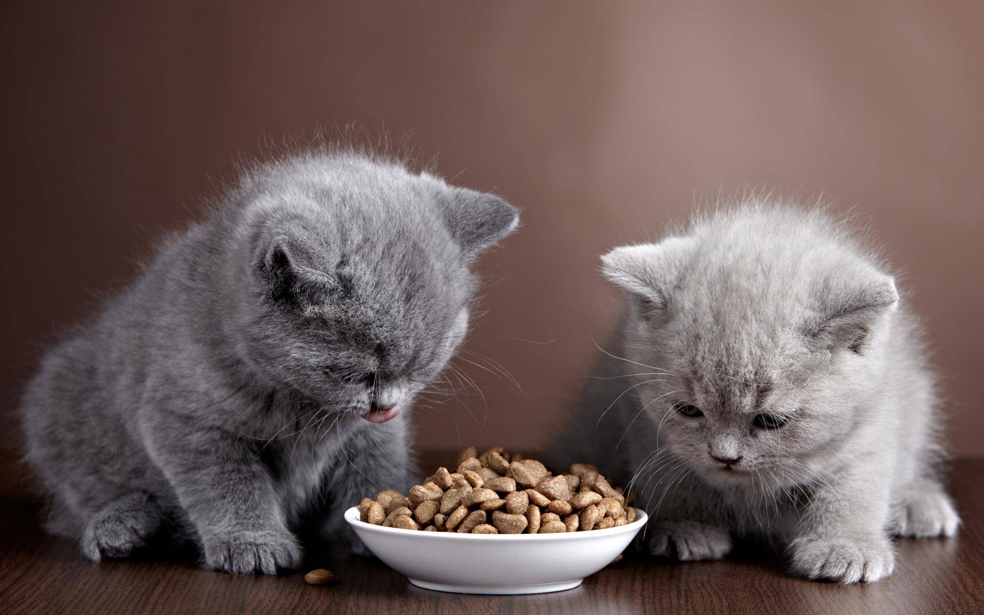 Чем кормить кота в домашних условиях: домашней едой или кормом