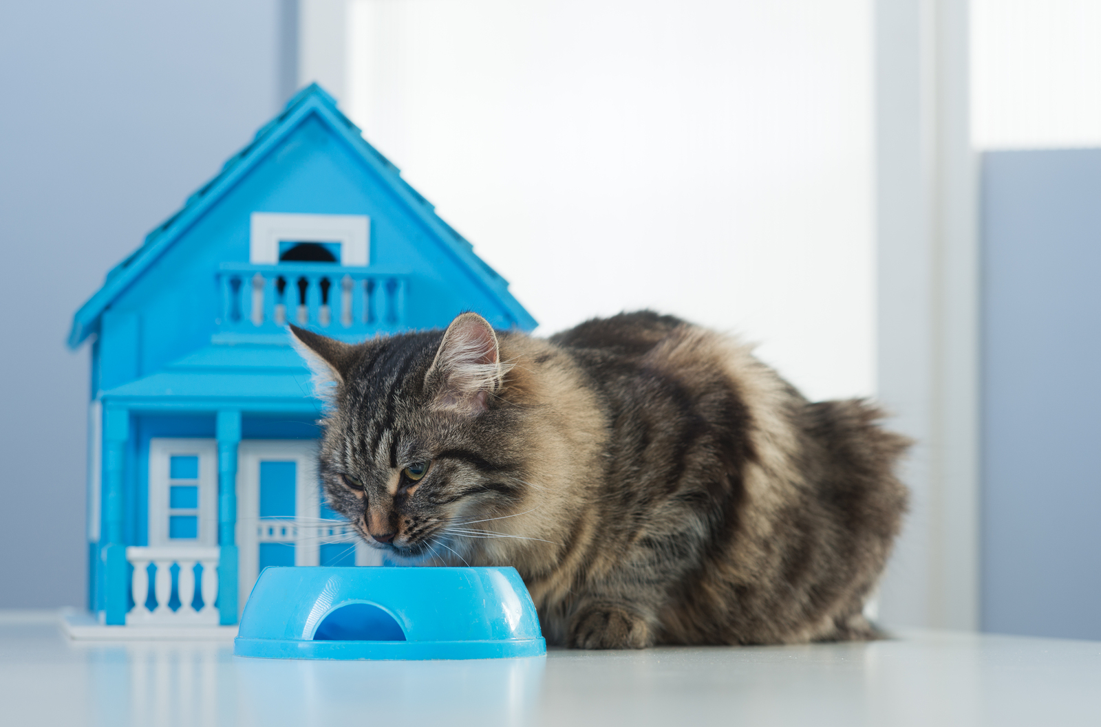 Типичные случаи проблем с кошками и котами дома