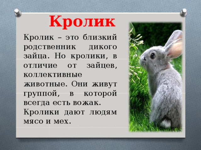 Дикий кролик: где живут в дикой природе в России