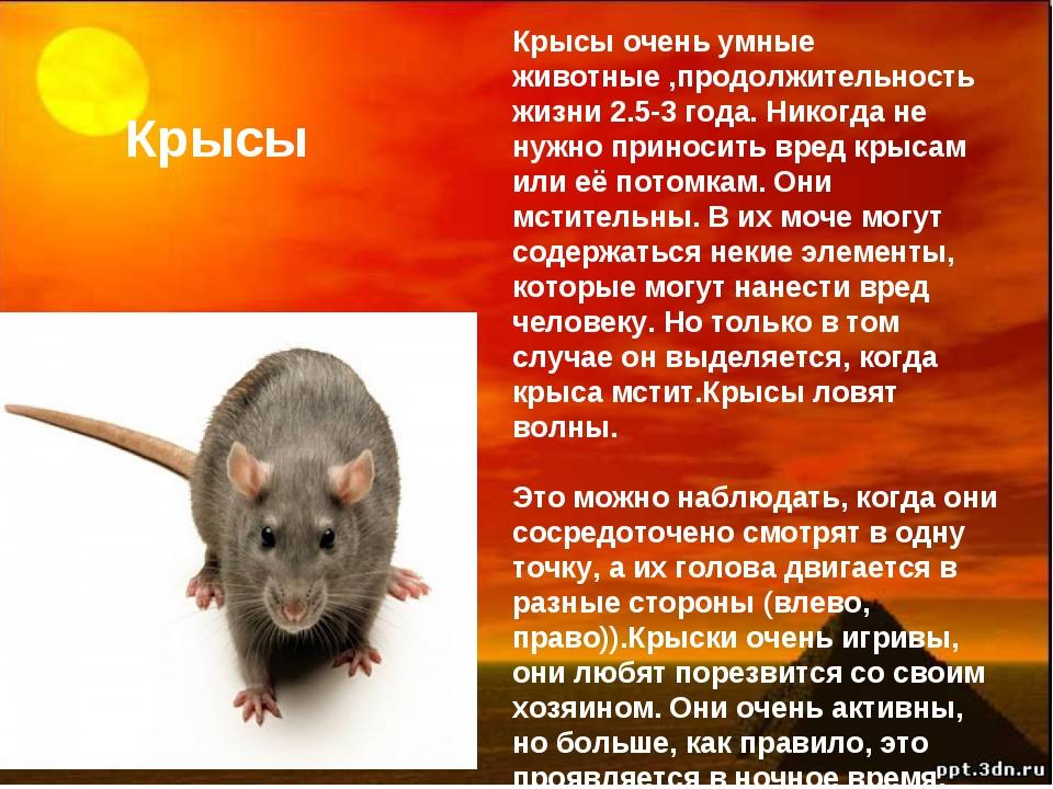 Фактор мыши