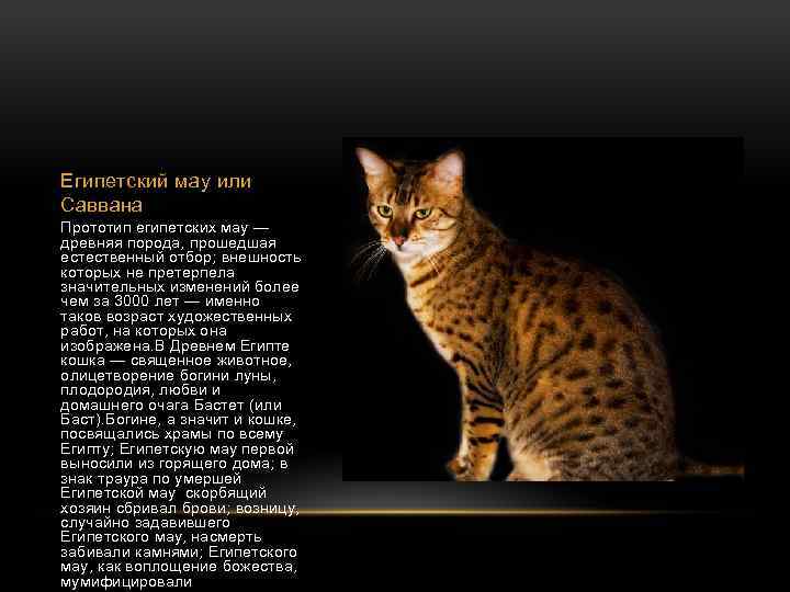 Приобретение, содержание и разведение кошек породы аравийский мау