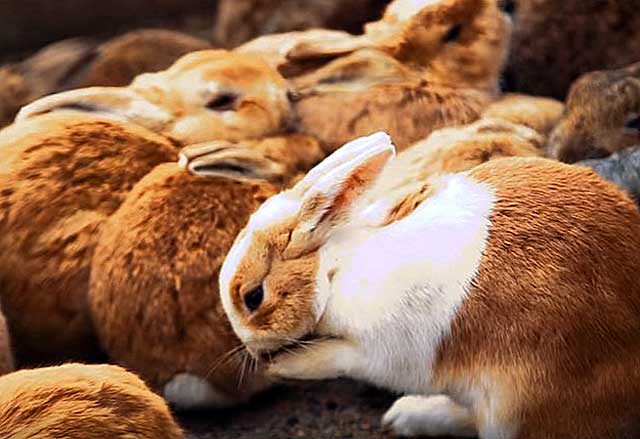 Понос у кролика: что делать хозяину декоративного зверька