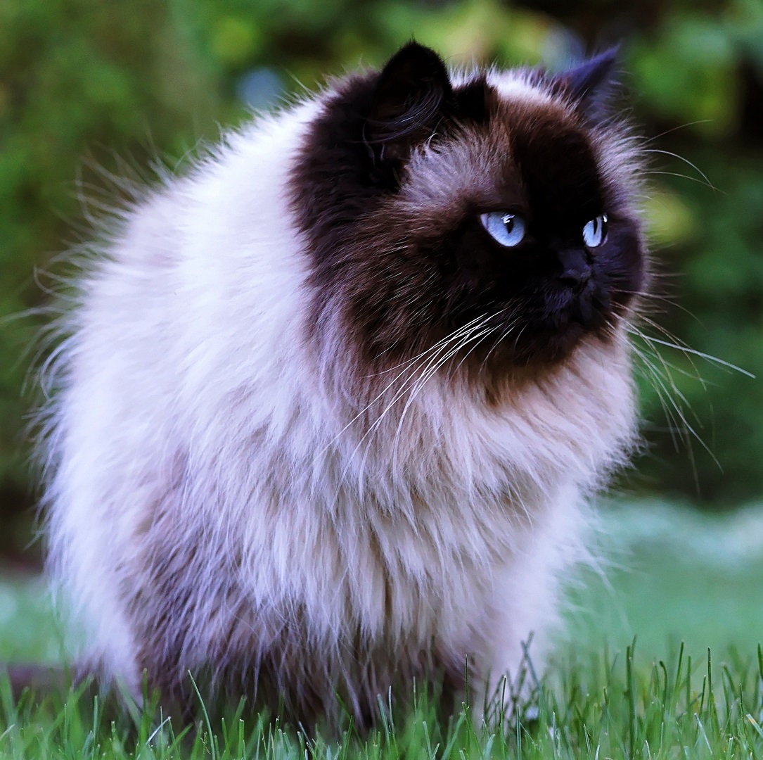 Гималайская кошка — характер котов и котят
