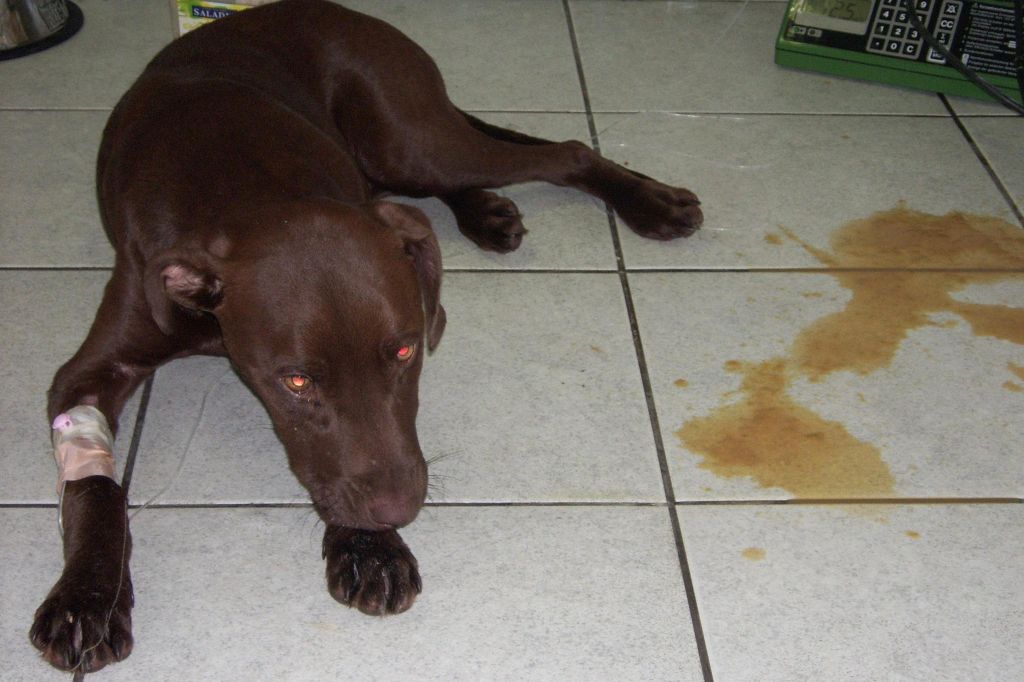 Собаку рвет: почему тошнит щенка после еды