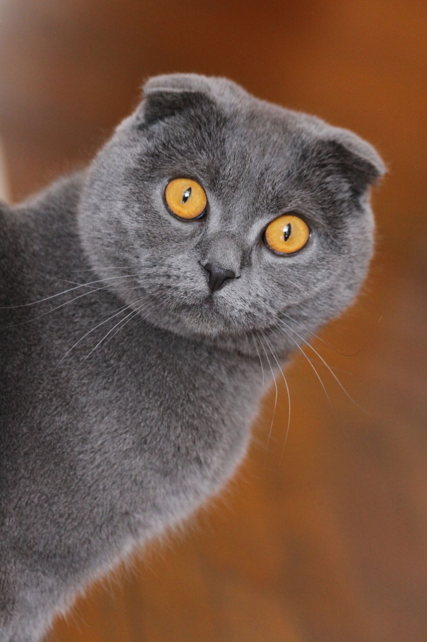 Шотландская вислоухая кошка (скоттиш фолд)