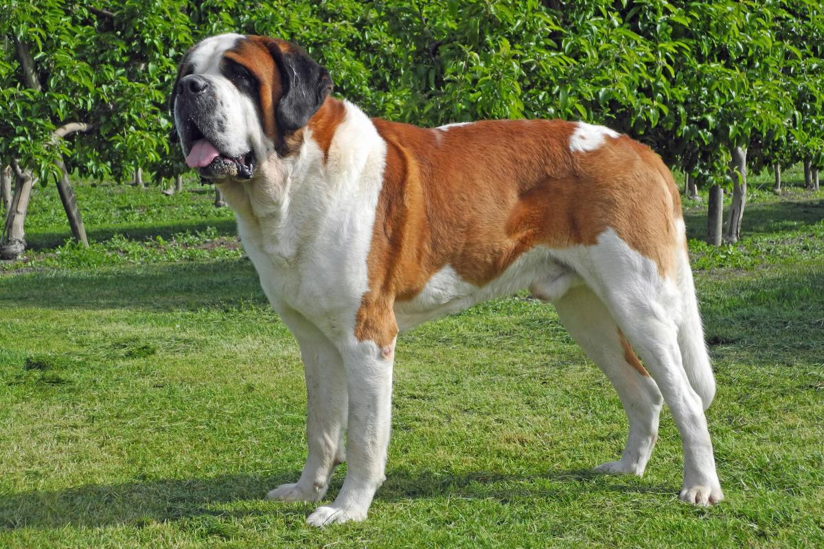 Большие собаки: породы крупных размеров и их названия