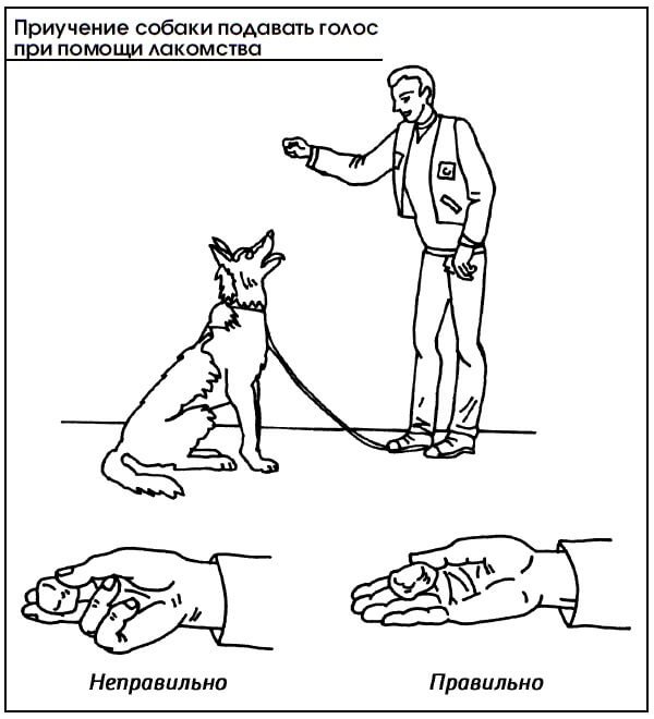 Как научить собаку команде «лежать» в домашних условиях