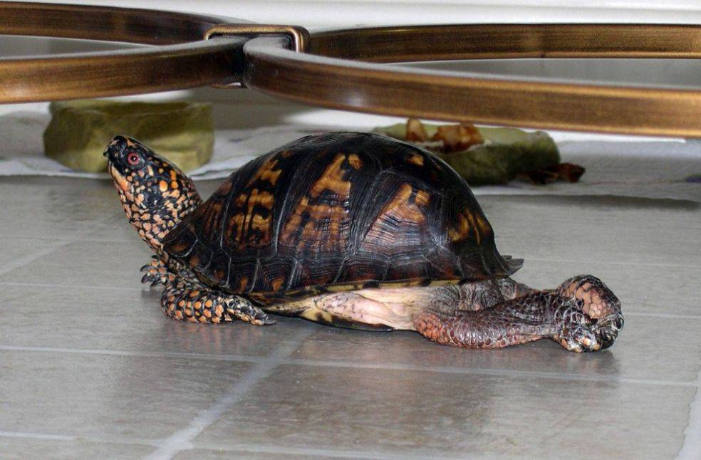 Черепаха болотная — кто такие, чем питаются и как за ними ухаживать