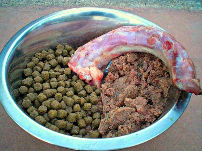 Можно ли кормить собаку сырым мясом или лучше вареным