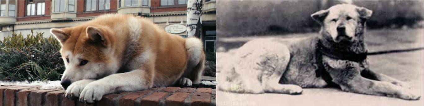 Настоящая история пса, которая легла в основу книги и фильма Хатико
