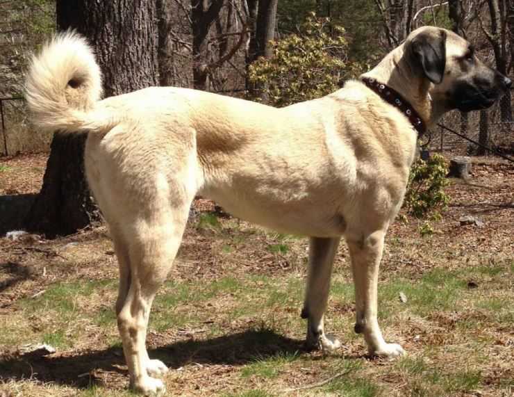 Кангал — порода собак