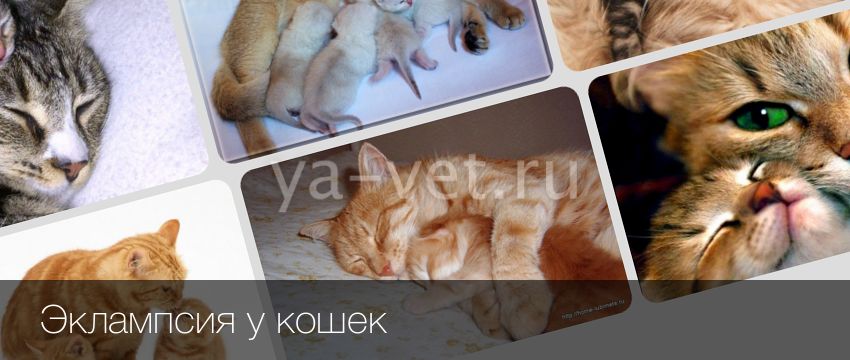 Эклампсия у беременных и родивших кошек: причины, симптомы и методы лечения