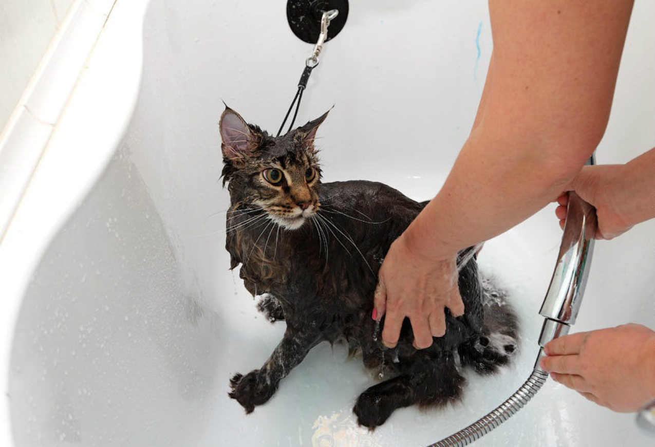 Как часто можно мыть кошку — сколько раз в месяц и примеры когда нельзя