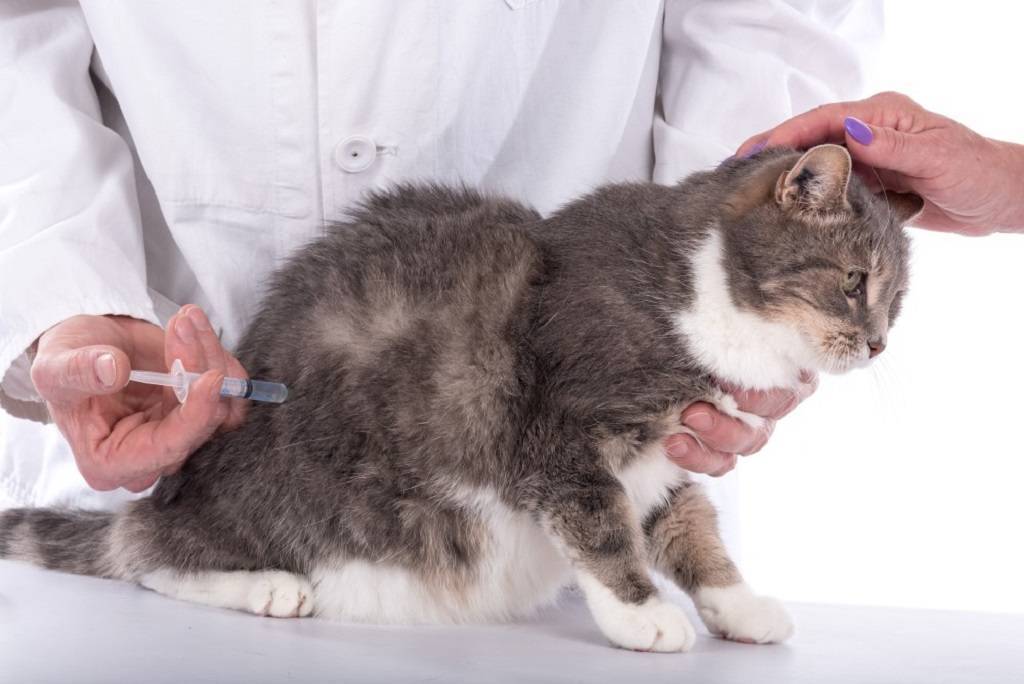 Можно ли давать противоглистное беременной или кормящей кошке