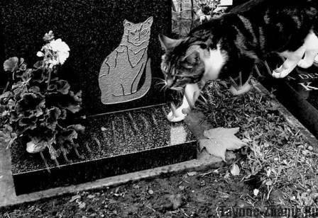 Как похоронить кошку и где правильно это сделать