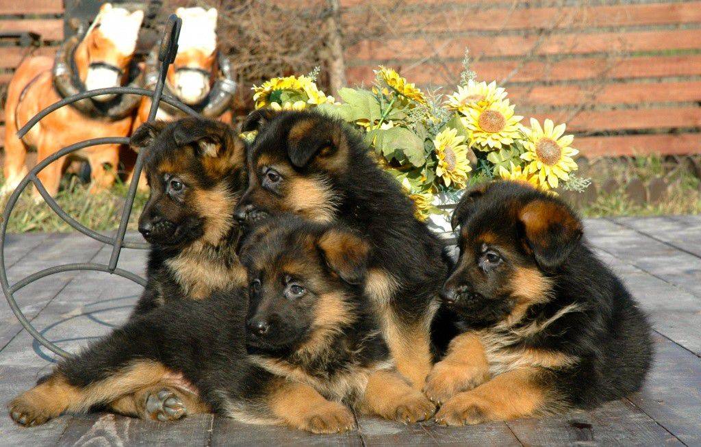 Клички для собак для немецких овчарок мальчика и девочки