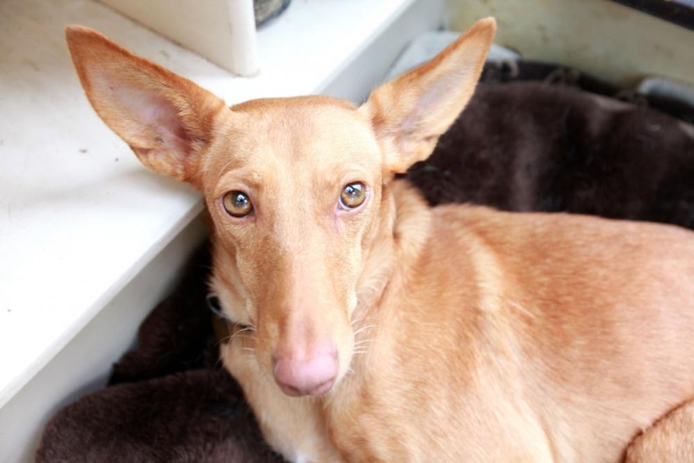 Собака с короткими лапами и большими ушами: список пород