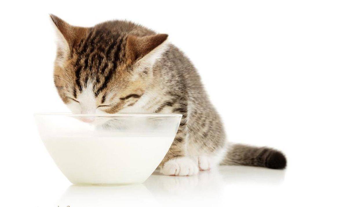 Кошки не могут без молока: миф или реальность