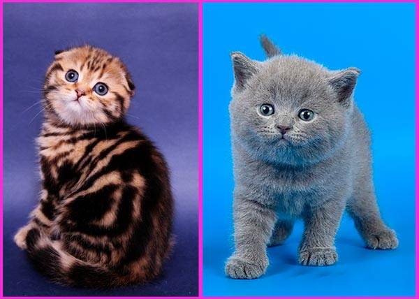 Шотландская порода кошек: воплощение аристократизма и флегматичности
