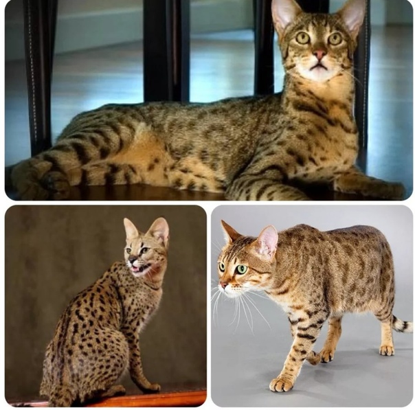 Ашера — cамая скандальная порода кошек