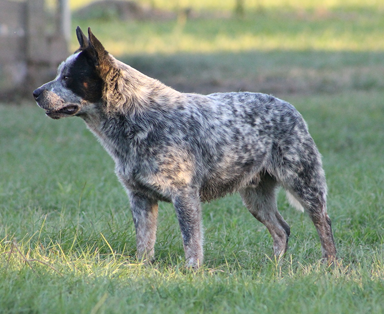Австралийский хилер (австралийская пастушья собака, австралийский кеттл дог)