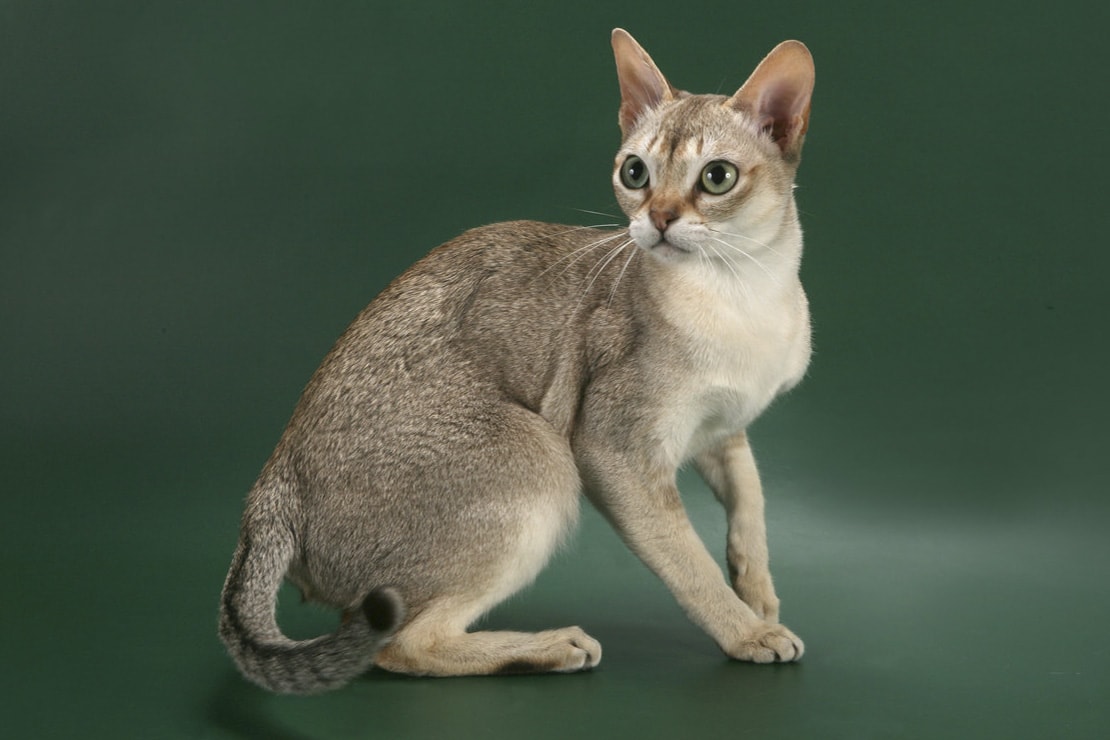 Сингапурская кошка: подробное описание породы
