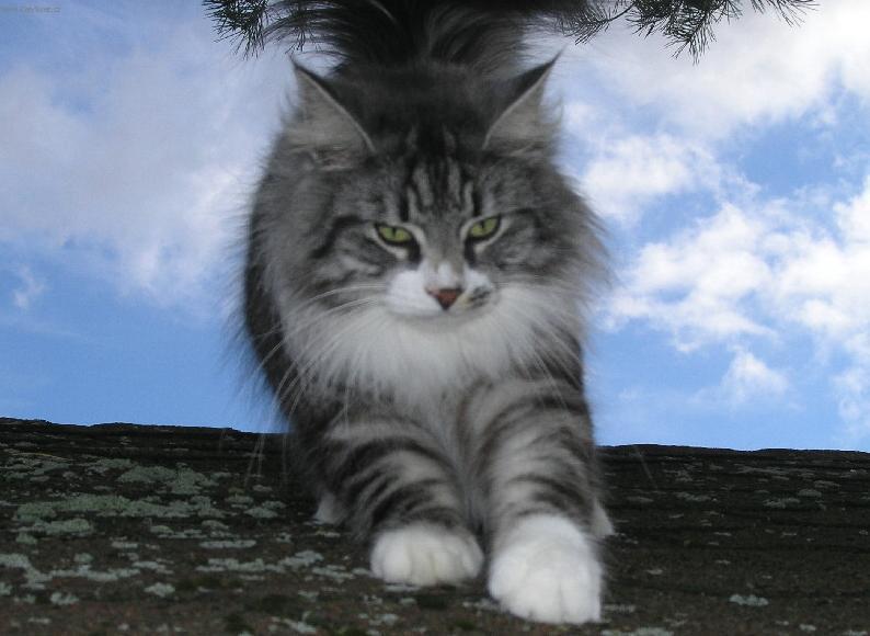 Норвежская лесная кошка — описание скандинавских котов