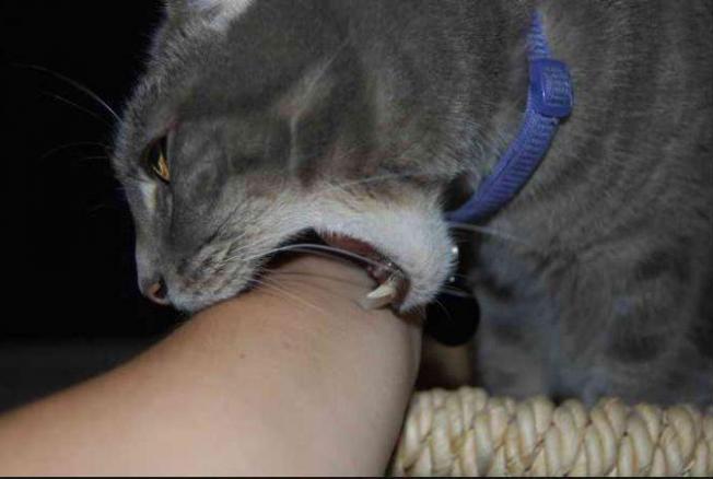Как отучить котенка кусаться: причины такого поведения