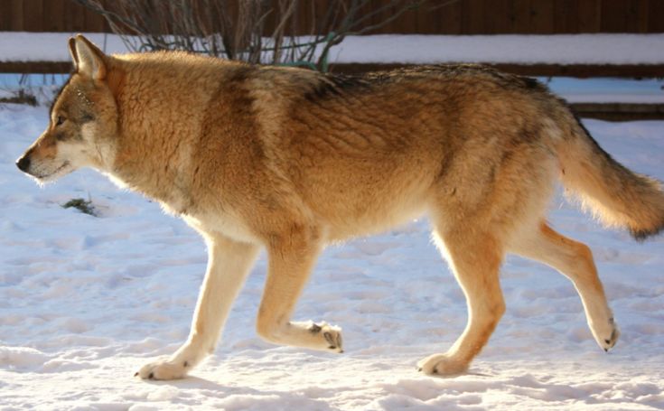 Собака-волк: как называется помесь, описание гибрида