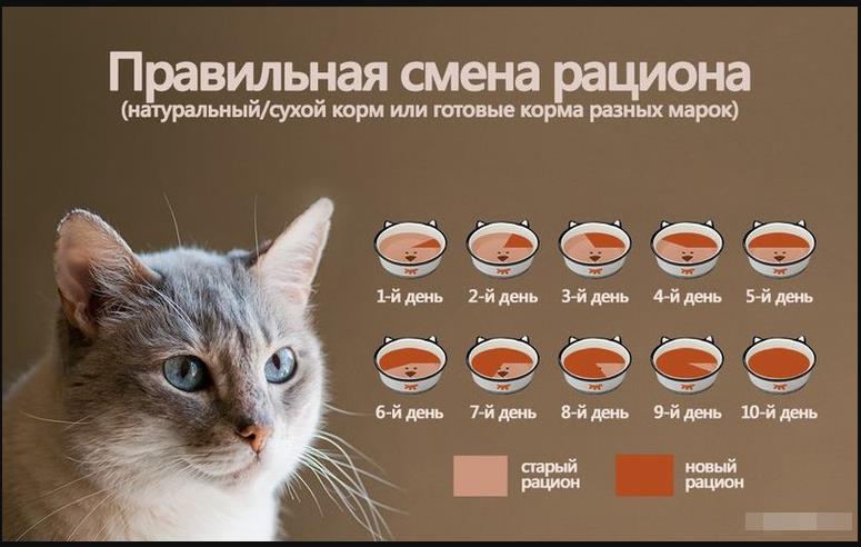 Чем кормить котенка: рацион питания для разных возрастов