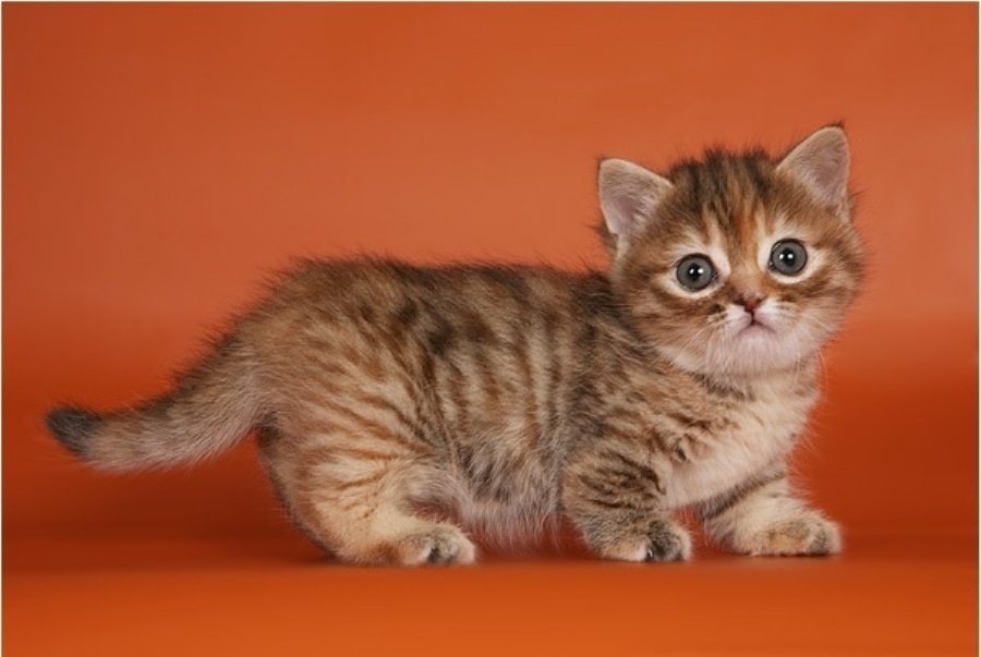Маленькие котята: список карликовых пород и их описание