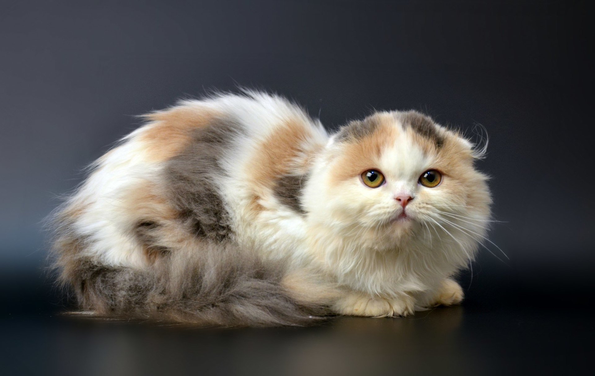 Хайленд-фолд: вислоухая полудлинношёрстная кошка