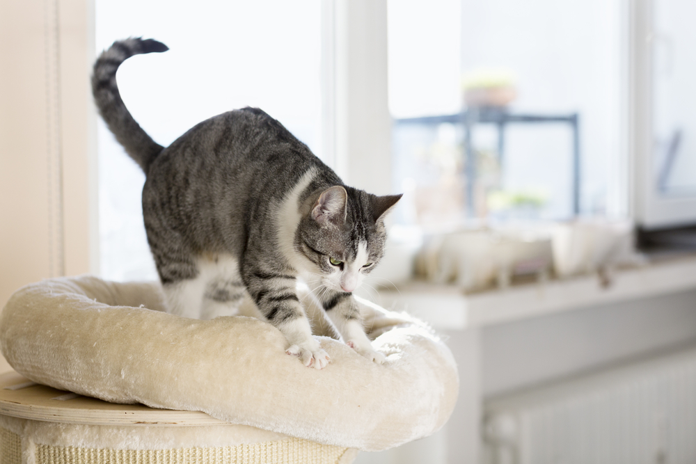 Кошка просит кота: варианты как успокоить в домашних условиях