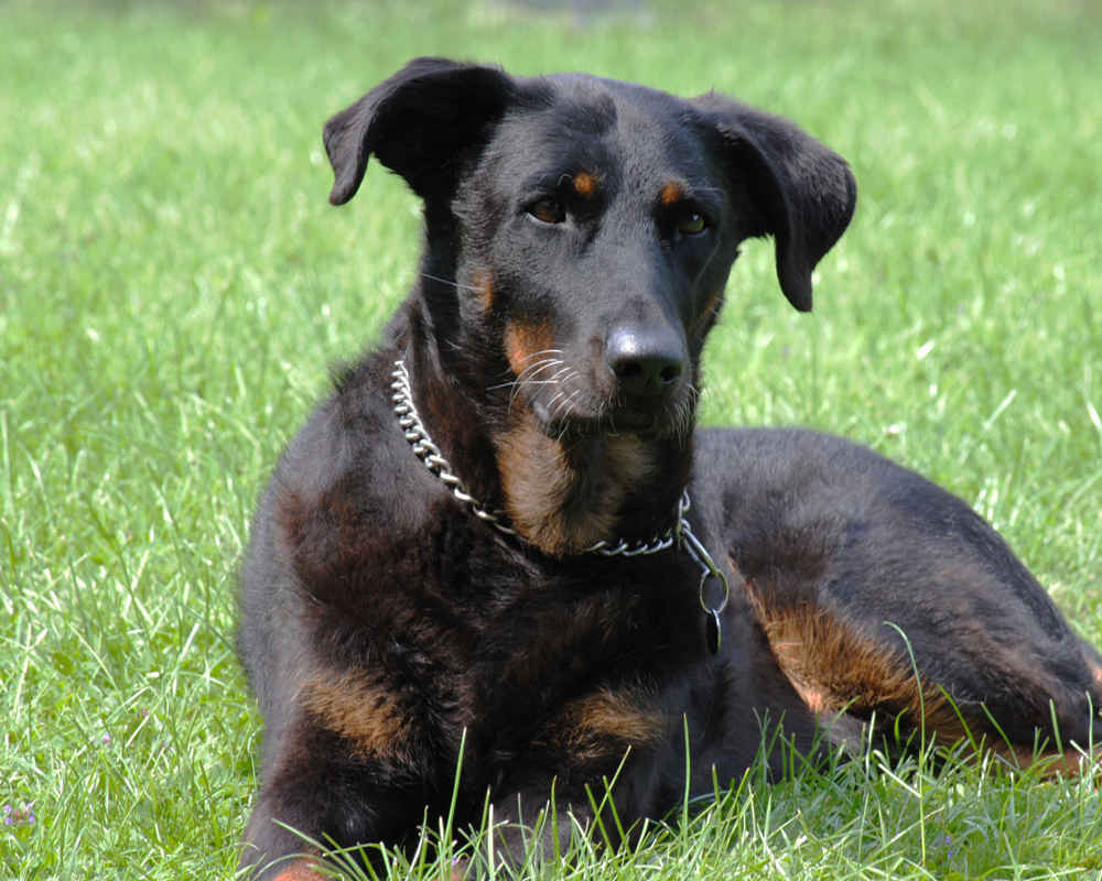 Босерон — французская пастушья собака