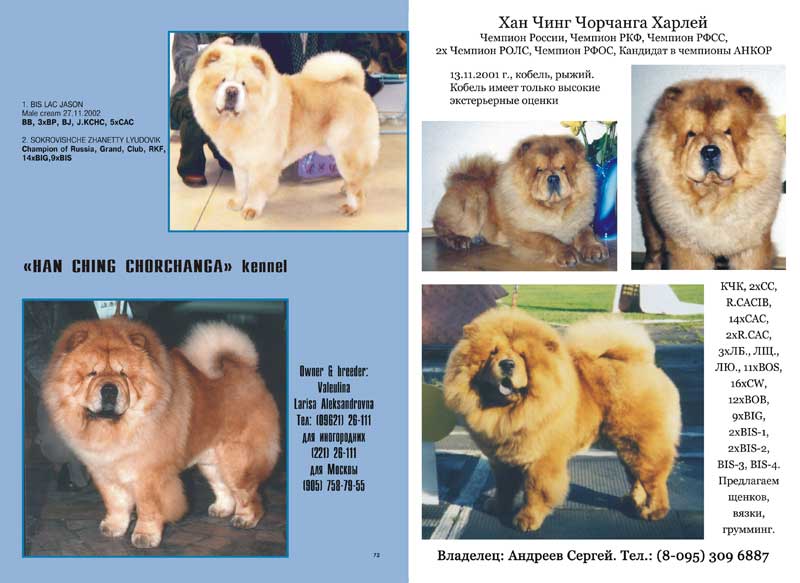 Чау-чау (порода собак): описание, характер, сколько живут
