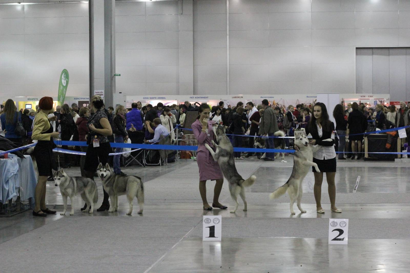 Интернациональная выставка собак