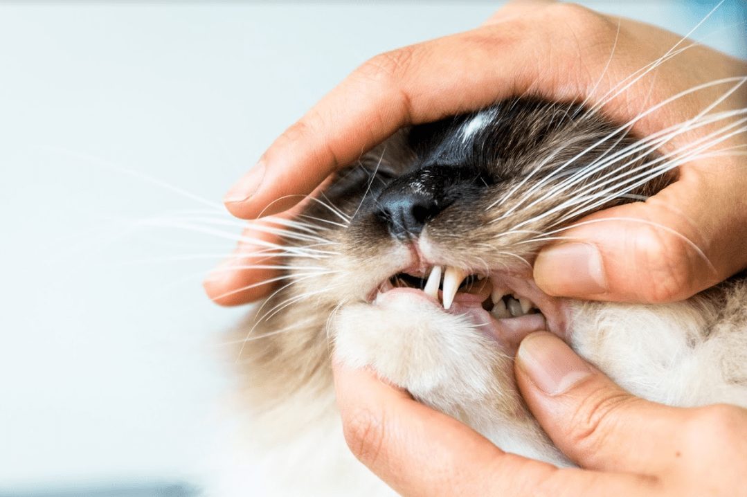 Зубы: второе оружие кошек