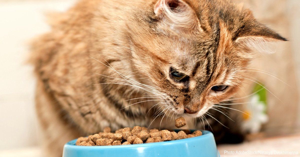 Как правильно переводить кошку на сухой корм?