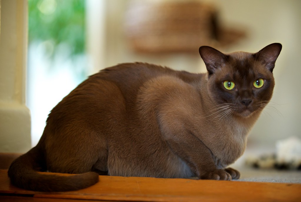 Всё, что вы хотели знать о бурманской кошке