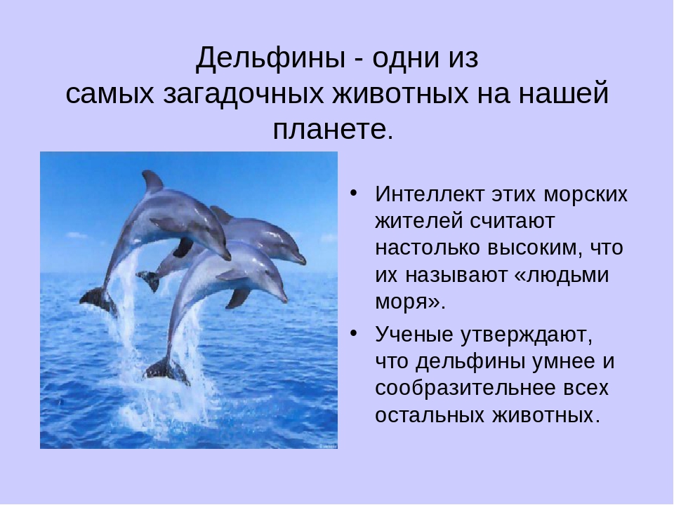 Дельфин ч буду жить. Доклад о дельфине. Доклад про дельфинов. Проект про дельфинов. Сообщение о дельфинах.