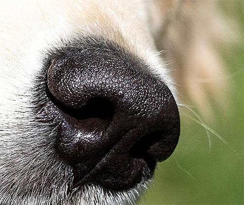 Горячий нос у собаки: причины и что делать