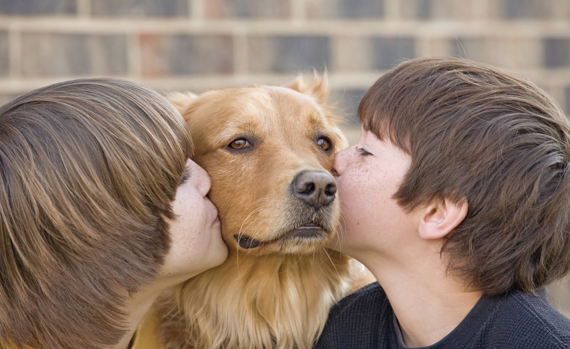 Без человека никак: Породы собак, которым нужна особая забота