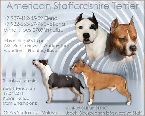 Стаффордширский терьер: характеристика американской собаки