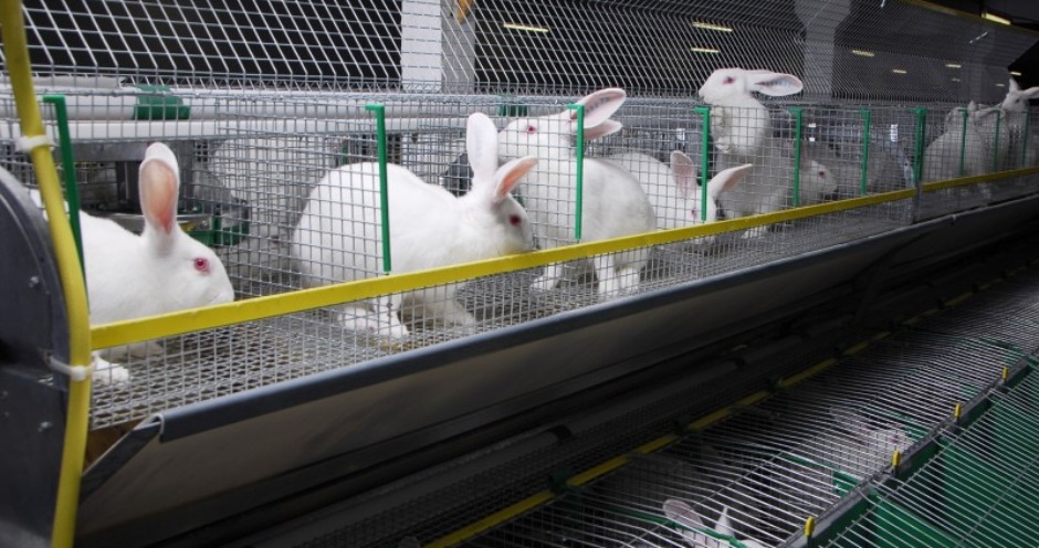 Кроличья ферма для кролиководства своими руками