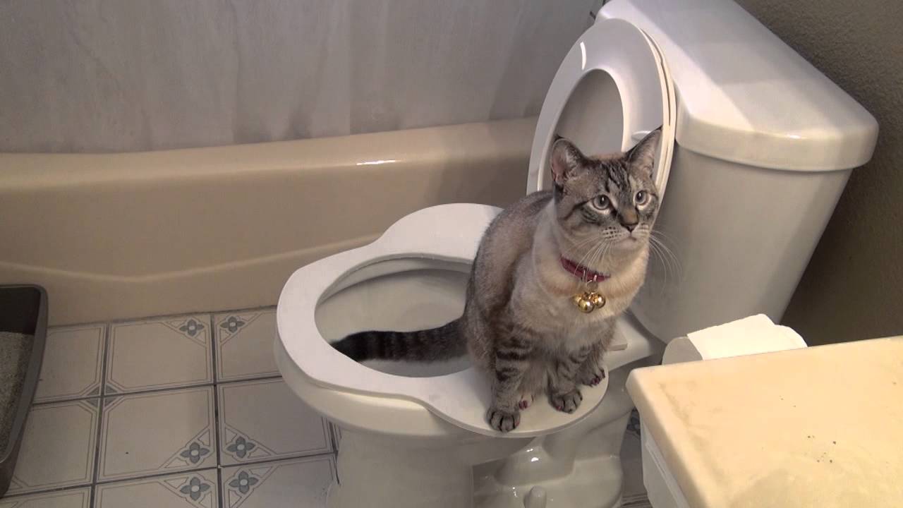 Когда котята начинают ходить в туалет самостоятельно