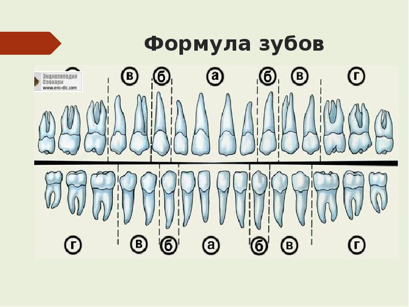 Зубная формула это. Зубная формула зубов человека. Строение зуба формула зубов. Формула зубов взрослого человека. Зубная формула взрослого человека схема.