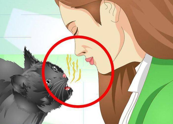 Почему кошки не пахнут?