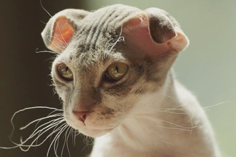 Украинский левкой: элегантная кошка с безупречными манерами